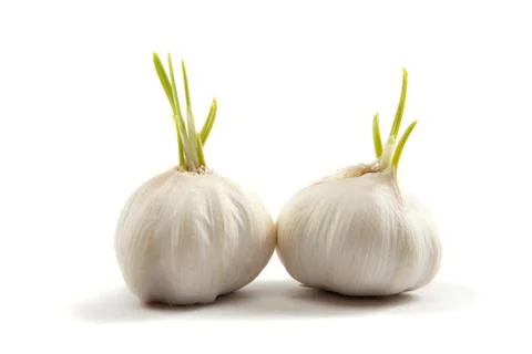 Two bulbs of garlic isolated on a white background. Stock Photos