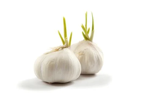 Two bulbs of garlic isolated on a white background. Stock Photos