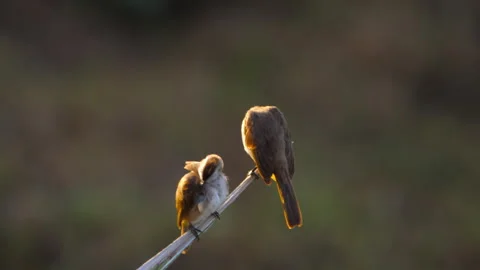 Two bulbul birds perching on twig preening in golden light Stock Footage 345363779