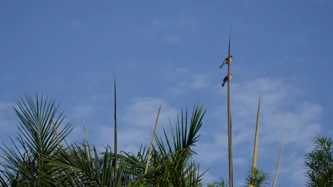 Two bulbul perched on vertical leaf looking around 스톡 동영상 208940472