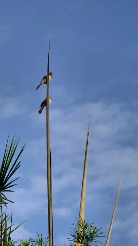 Two bulbul perched on vertical leaf looking around Stock Footage 230690914