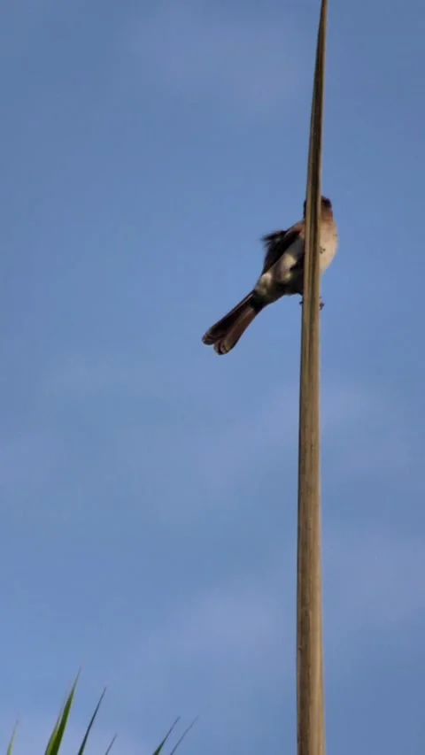 Two bulbul perched on vertical leaf looking around and flying away, slow motion Stock Footage 230690996