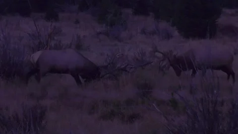 Two bull elk fighting at dark with sound Stock Footage 143224956