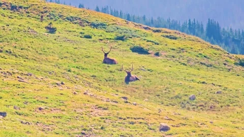 Two bull elk resting on a sunny alpine hillside, with large antlers, green Stock Footage 343945813