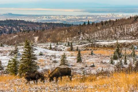 Two bull moose (Alces alces) fighting during the rut on a late fall day at Power Stock Photos