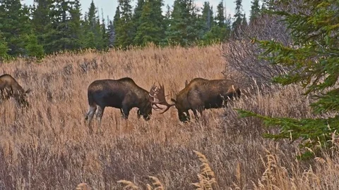 Two bull moose sparring during the rut Stock Footage 81424553