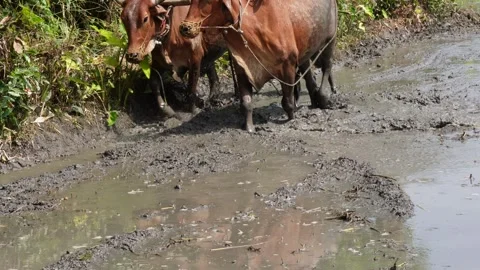 Two bullock are in the muddy field while plowing the field Stock Footage 314509072