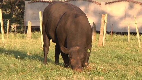 Two bulls fighting Vídeo Stock 100400710