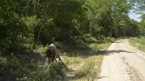 Two Bulls Fighting On Tropical Forest Road Stock Footage 40402181
