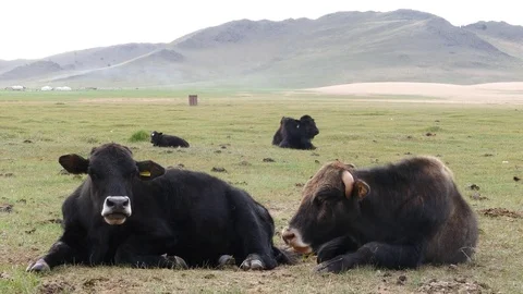 Two bulls lie on the grass. Video stock 80094271