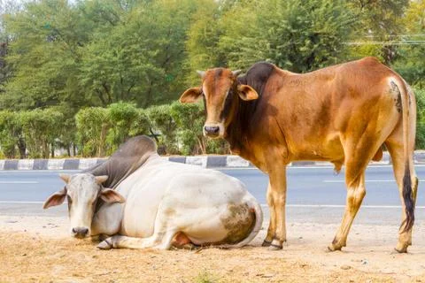 Two Bulls Stock Photos