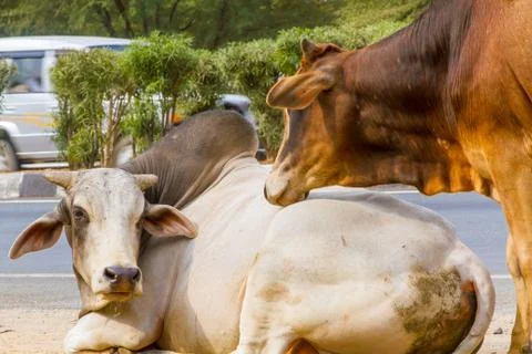 Two Bulls Stock Photos