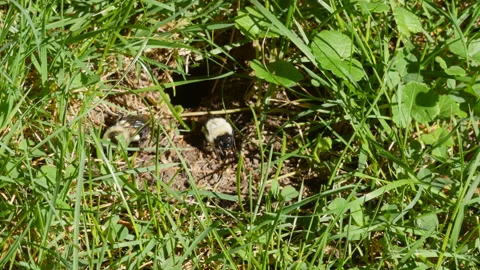 Two Bumble bee in front of its underground nest Stock-Footage 102512063
