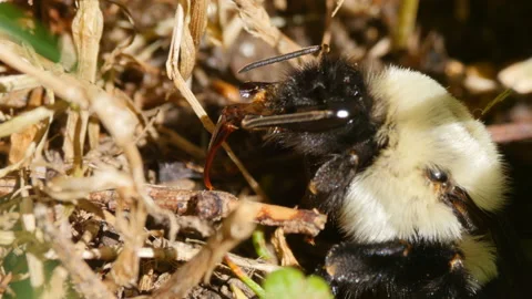 Two Bumble bee in front of its underground nest close-up Video stock 102512105