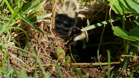 Two Bumble bee in front of its underground nest close-up Stock Footage 102512277