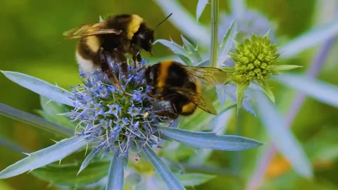  Two bumble bees are collecting nectar  Stock-Footage 254118383