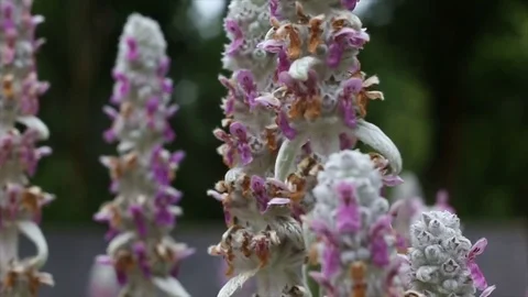 Two Bumble Bees on a Flower Stock Footage 77344859