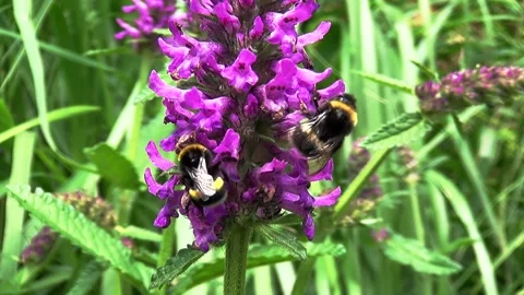 Two bumble bees on a flower.  Stock Footage 150167459