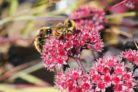 Two bumble bees pollinate a pink stonecrop plant Stock Photos