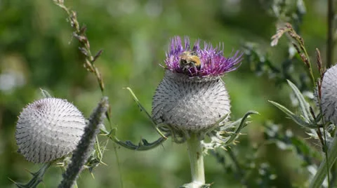 Two bumble bees sitting at the nice thistle Stock Footage 25915373