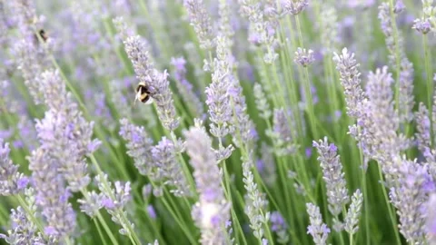 Two bumble bees sucking nectar from lavender flowers Stock Footage 143464285