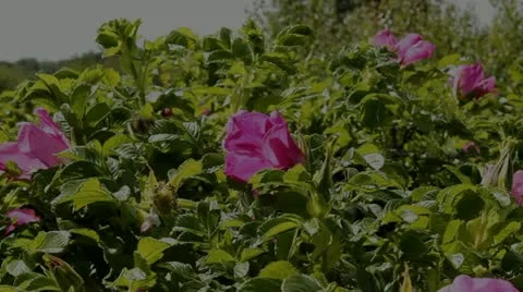 Two bumblebee and wild rose Stock-Footage 11196635