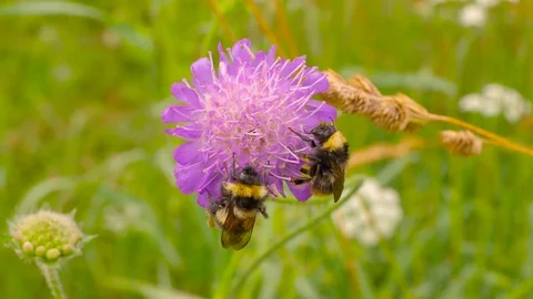 Two bumblebee on the flower Stock Footage 73326565