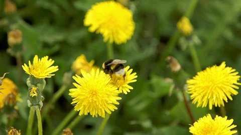 Two bumblebee pollinate a dandelions Stock Footage 74760889
