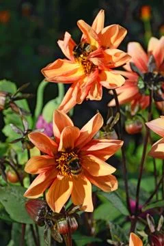 Two of the bumblebee on two flowers are orange dwarf hydrangea c Stock Photos