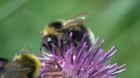 Two Bumblebees 14sec Stock Footage 7759910
