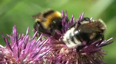 Two Bumblebees 4sec Stock Footage 7759909