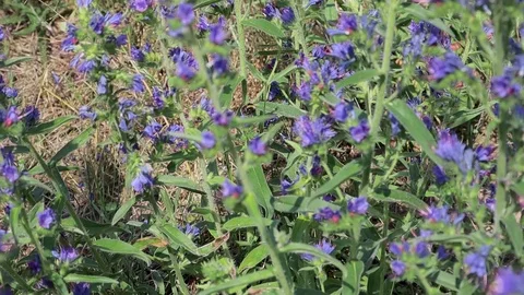 Two bumblebees collect pollen from blue flowers 库存影片 111317421