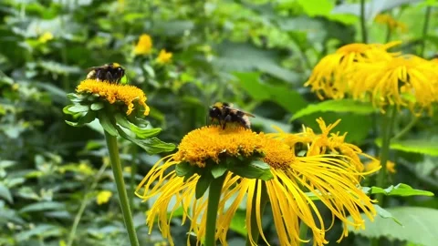 Two bumblebees collecting nectar on yellow wildflowers in green summer gard.. Stock Footage 339266788