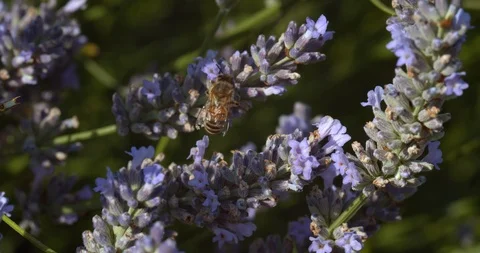 Two Bumblebees Crawl Over Lavender Sprig Stock Footage 113148897