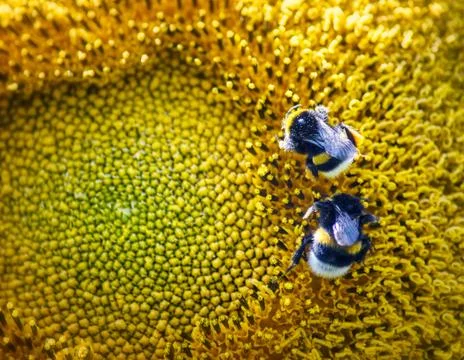 Two bumblebees crawnling on a large sunflower Stock Photos