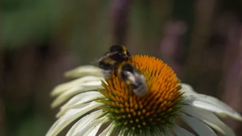 Two bumblebees on flower Stock Footage 106299801