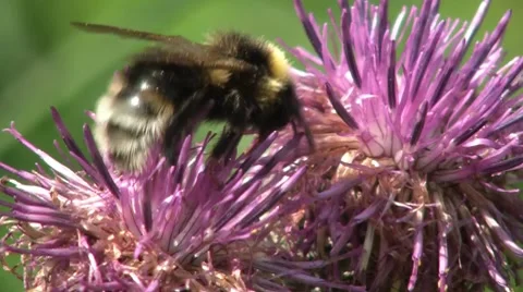 Two Bumblebees Stock Footage 7759916