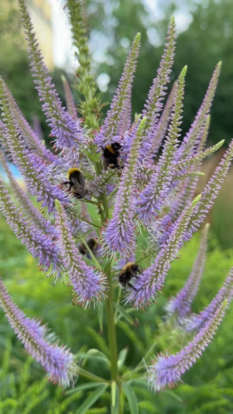 Two Bumblebees Foraging on Veronicastrum Blossoms in Sunny Garden Stock Footage 339241640