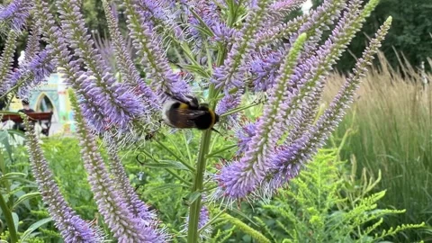 Two Bumblebees Foraging on Veronicastrum Blossoms in Sunny Garden Stock Footage 339241684