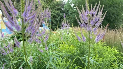 Two Bumblebees Foraging on Veronicastrum Blossoms in Sunny Garden Stock Footage 339241685