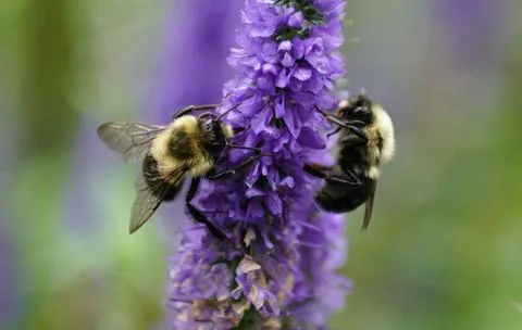 Two bumblebees gather nectar from vibrant purple flower spike, illustrating.. Foto stock