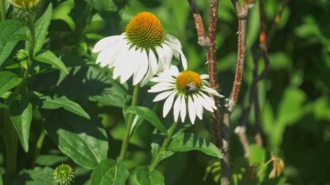 Two Bumblebees interacting in garden Stock Footage 106299507