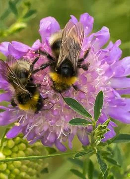 Two bumblebees on a lilac flower Stock Photos