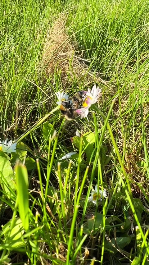 Two bumblebees mating on white daisy flowers in a green grass meadow. 스톡 동영상 346045806