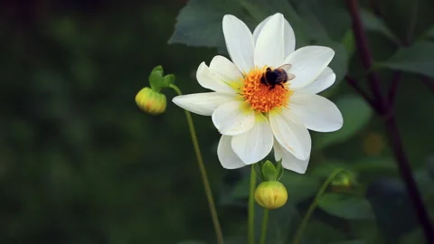 Two Bumblebees Pollinating A White Flower In Nature Stock Footage 286987754