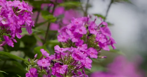 Two Bumblebees - Slow Motion Stock Footage 244880607