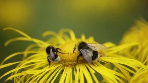 Two Bumblebees Walking Around a Yellow Flower Looking For Nectar Macro 4K Stockbeeldmateriaal 85262692