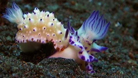 Two Bumpy Mexichromis sit motionless on the black volcanic sand. Stock Footage 136719862