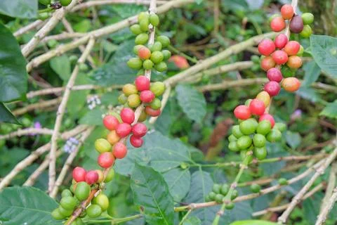 Two bunches of coffee beans Stock Photos