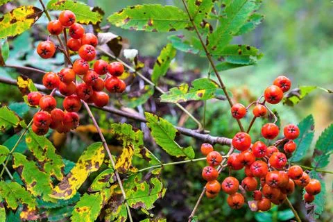 Two bundle of a wild ripe mountain ash Stock Photos